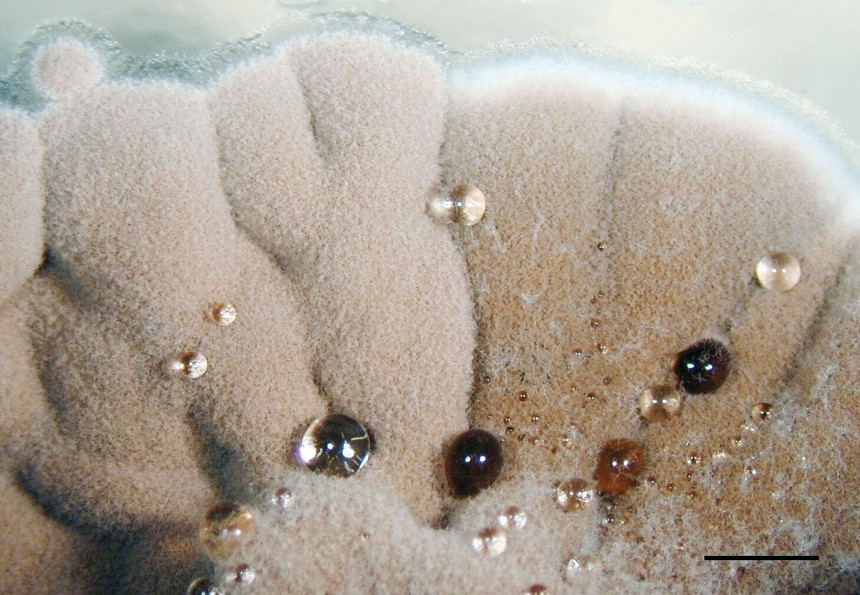 Представитель Класса Wallemiomycetes